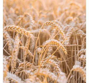 МАЙБУТНЄ УКРАЇНИ—ЗА АГРАРНИМ СЕКТОРОМ ЕКОНОМІКИ. МАЙБУТНЄ УКРАЇНИ—ЗА АГРАРНИМ СЕКТОРОМ ЕКОНОМІКИ.